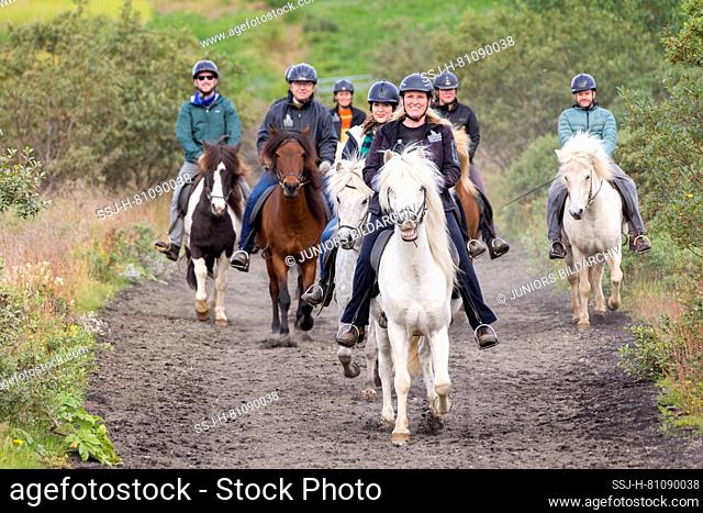 Icelandic Horse. Group of riders in a toelt on a path. Iceland