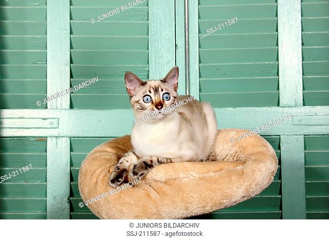 Bengal cat (seal point, snow). Adult lying on a pet bed in front of green shutters. Spain