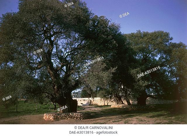 Italy - Sardinia Region - Santa Maria Navarrese - Secular Olive trees