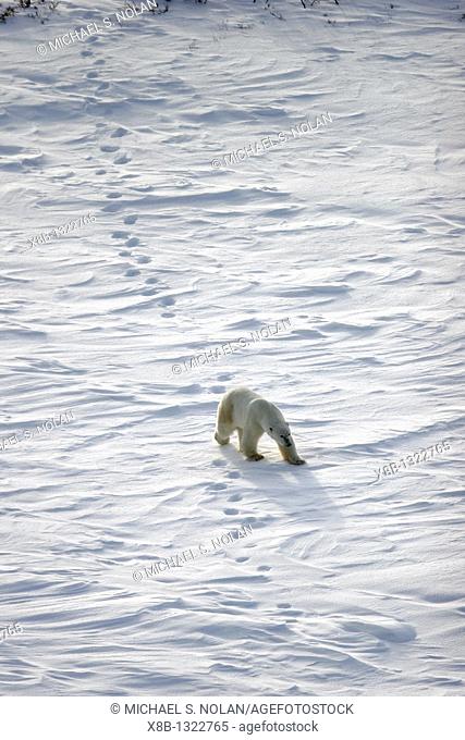 Adult Polar Bear Ursus maritimus following in tracks on open tundra outside Churchill, Manitoba, Canada