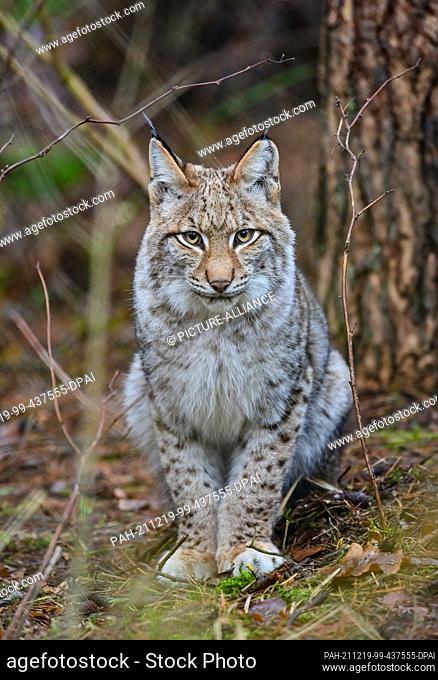 18 December 2021, Brandenburg, Groß Schönebeck: A six-month-old lynx is waiting to be fed in its enclosure at Schorfheide Wildlife Park