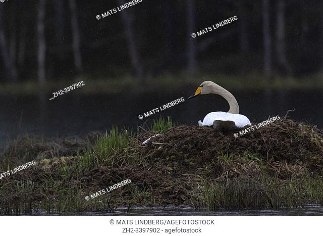 Whooper swan, Cygnus cygnus brooding on eggs, Boden, Norrbotten, Sweden