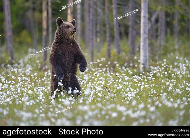 Brown bear (Ursus arctos ) standing upright in a bog with fruiting cotton grass, attentive, securing, Suomussalmi, Karelia, Finland, Europe