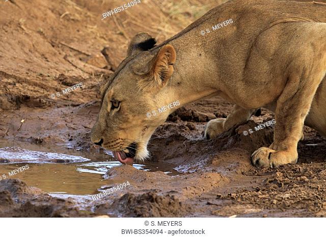 lion (Panthera leo), lioness drinking at the water hole, Kenya, Samburu National Reserve