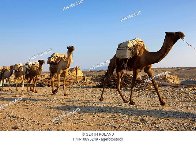 Ahmed Ela, Africa, Ethiopia, Afar region, Afgar, Danakil, desert, camels, dromedaries, caravan, salt caravan, way, village