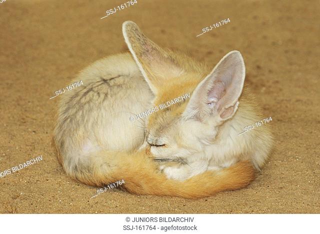 Fennec Fox - sleeping / Vulpes zerda