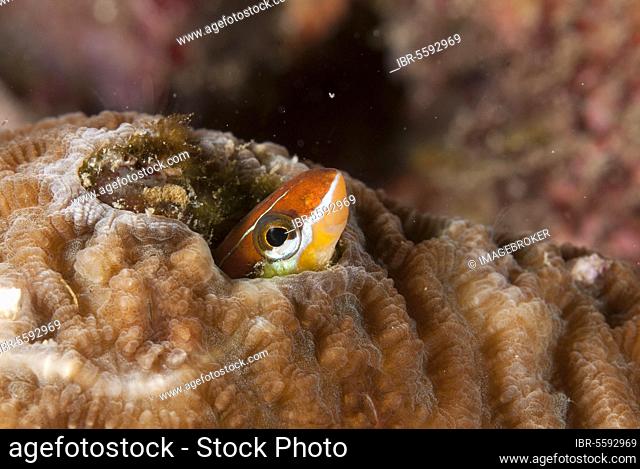 Bluestriped fangblenny (Plagiotremus rhinorhynchos), adult, shelter in coral hole, Balbulol Island, Raja Ampat Islands (Four Kings), West Papua, New Guinea