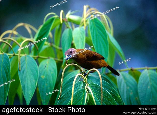 Blautangare, Thraupis episcopus, Thraupidae, Weibchen, Vogel, Tier, Selva Bananita Lodge, Costa Rica