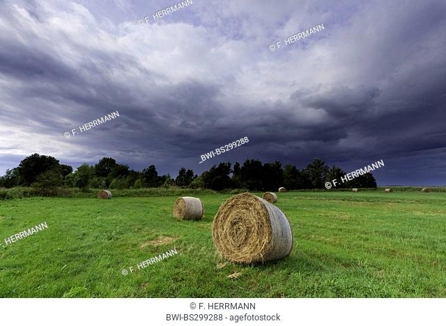 hay bales in a meadow landscape at the bodden with a rising storm, Germany, Mecklenburg-Western Pomerania, Fischland, Wustrow