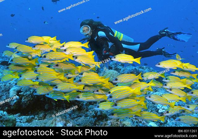 Diver swimming next to school of bluestripe snapper (Lutjanus kasmira), Pacific Ocean, Palau, Oceania