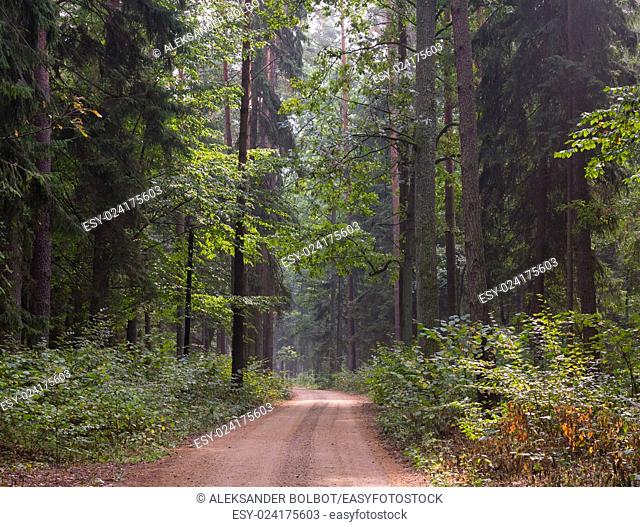 Deciduous stand of Bialowieza Forestint sunny fall morning and ground road leading inside, Bialowieza Forest, Poland, Europe