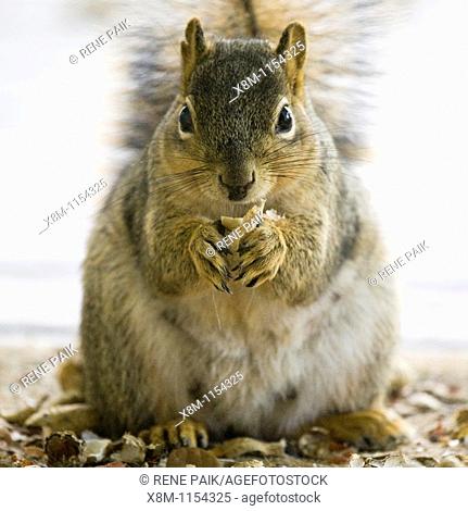 Nursing Fox Tree Squirrel (Sciurus niger) closeup
