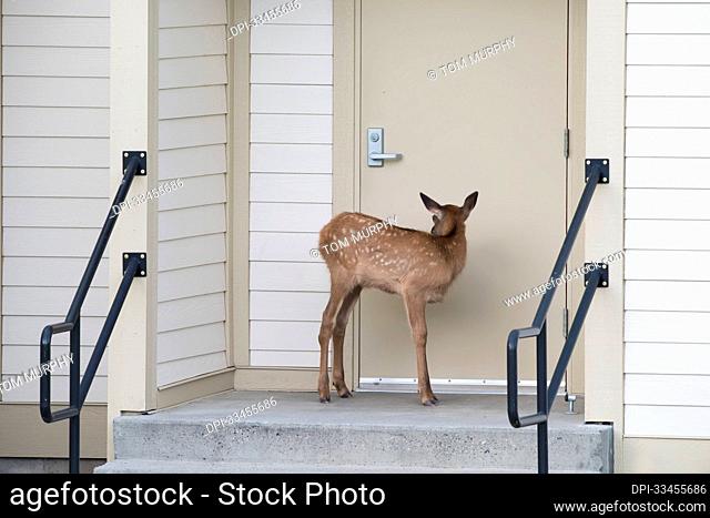 Portrait of an elk calf (Cervus canadensis) standing in front of a door on a doorstep; United States of America