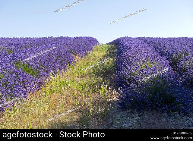 Francia, Alpes de Haute Provence (04), meseta de Valensole, campos de lavanda (Lavandula sp.)
