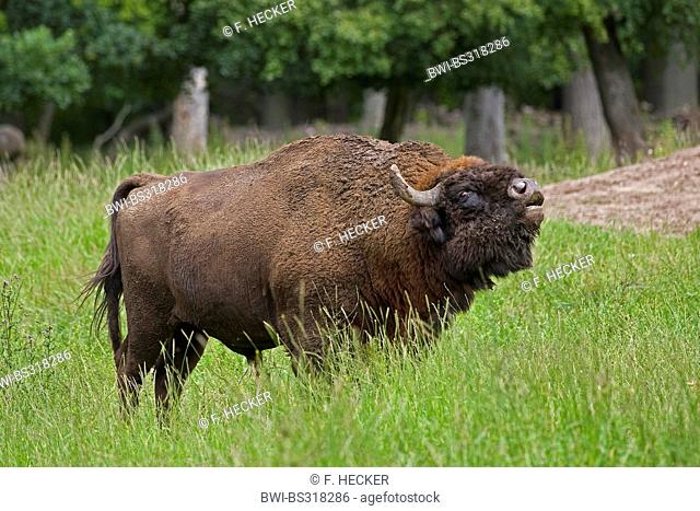 European bison, wisent (Bison bonasus), bull standing in a meadow lowing, Germany
