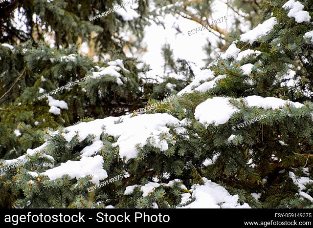 The branches were spruce, covered with snow. Winter in the taiga