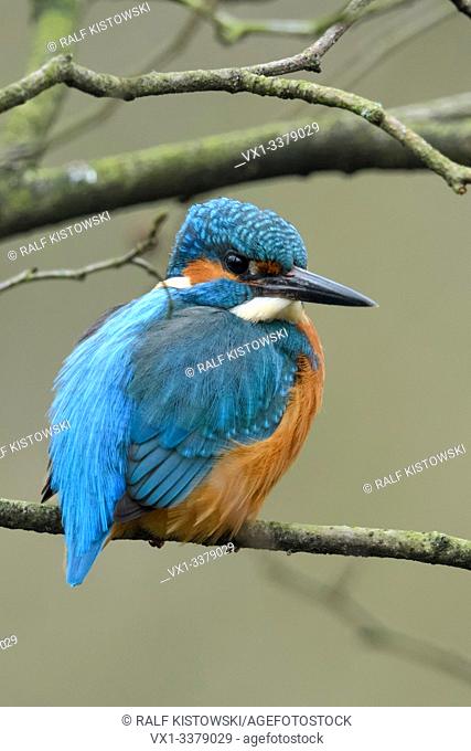 Eurasian Kingfisher / Eisvogel ( Alcedo atthis ), male, perched on a natural branch in the shrubbery, natural setting, watching around, wildlife, Europe