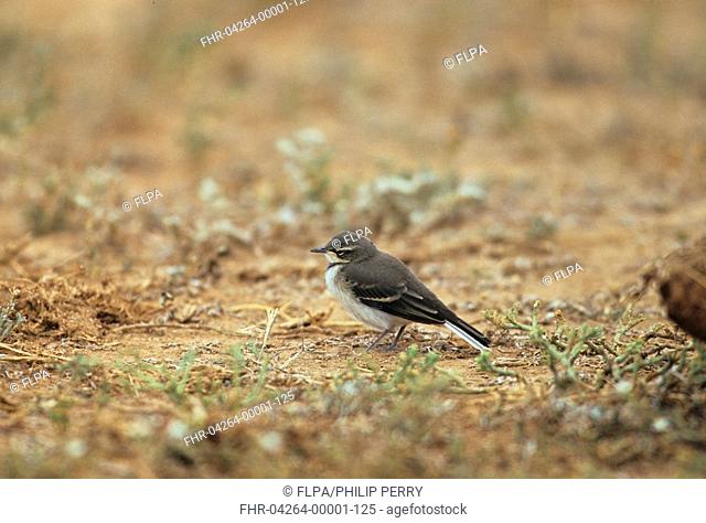 Cape Wagtail Motacilla capensis Fledgling on ground - Addo National Park, South Africa S