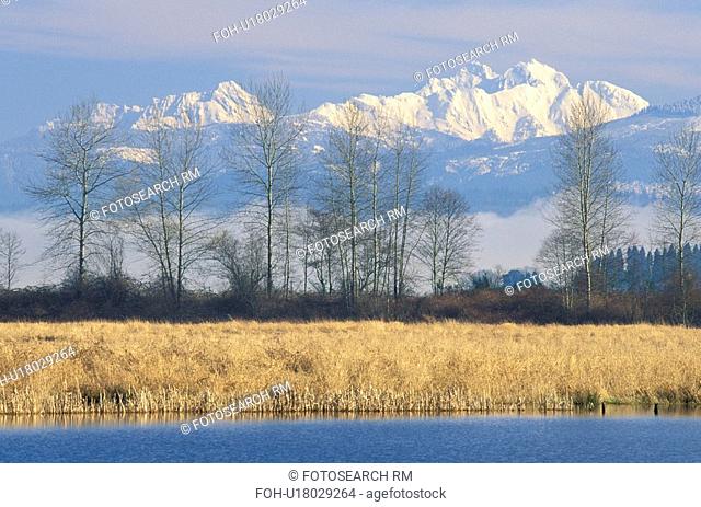 washington, winter, cattail, three, country, mountains