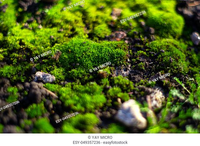Hue green moss on black ground. Wet ground and soft moss