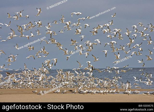 Royal Tern, royal terns (Sterna maxima) Tern, animals, birds, Royal Tern flock, in flight, taking off from beach, Senegal, autumn, Africa