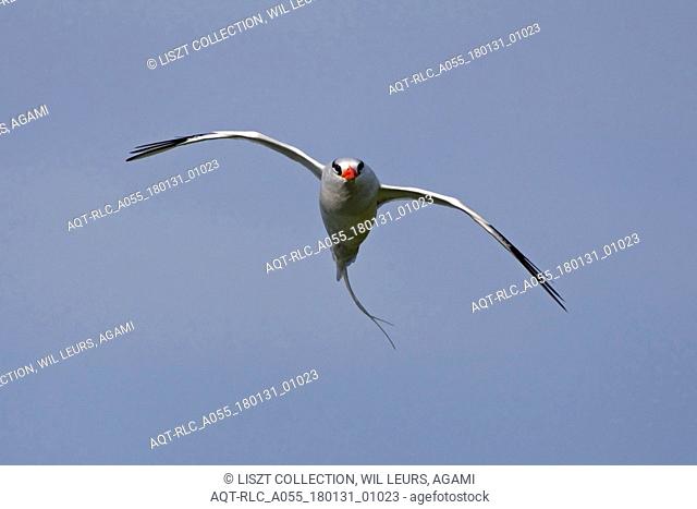 Red-billed Tropicbird in flight Tobago, Red-billed Tropicbird, Phaethon aethereus