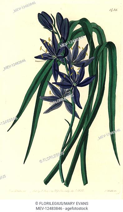 Camash, Camassia quamash (Eatable quamash, Camassia esculenta). Handcoloured copperplate engraving by S. Watts after an illustration by Sarah Drake from...