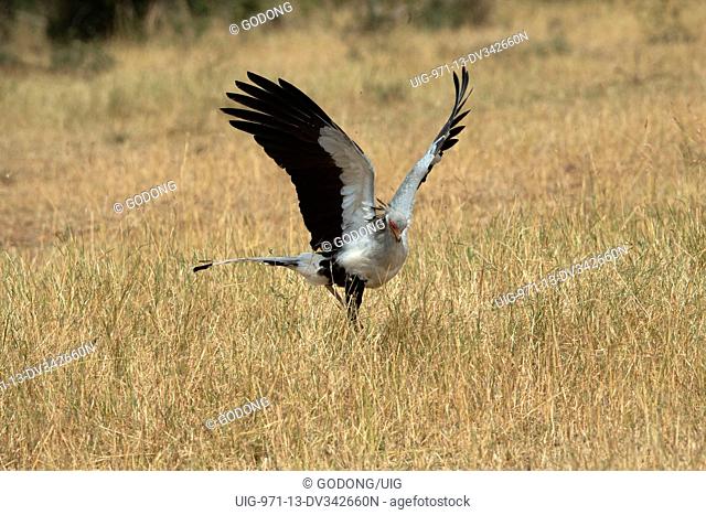 Serengeti National Park. A secretary bird (Sagittarius serpentarius). Tanzania