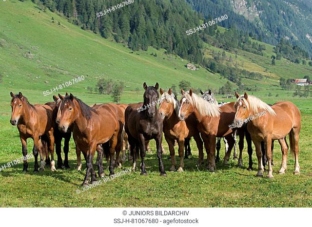 Noriker Horse. Herd of juveniles standing on an alpine meadow. Rauris Valley, Austria