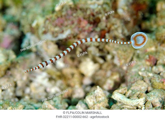 Ringed Pipefish (Dunckerocampus dactyliophorus) adult, swimming, Rinca Island, Komodo N.P., Lesser Sunda Islands, Indonesia, March