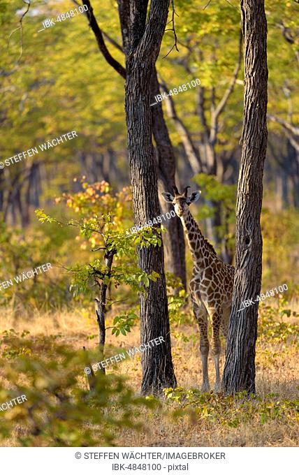 Rhodesian giraffe (Giraffa camelopardalis thornicrofti), young animal stands between tree trunks, tree savannah, Southern Luangwa National Park, Zambia