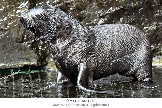 In May born cub of South-African fur seal, Arctocephalus pusillus, was presented to public in the zoological garden in Prague, Czech Republic on Monday