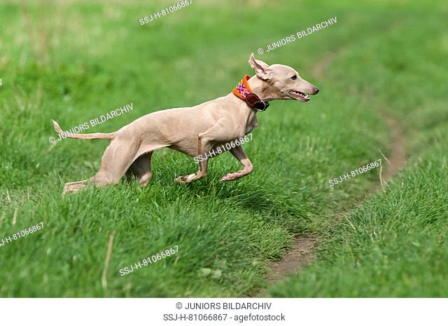 Italian Greyhound. Adult dog running on a meadow. Germany