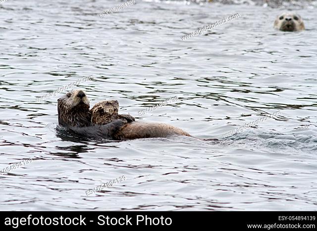 female Sea otter with a calf that swims along the shore