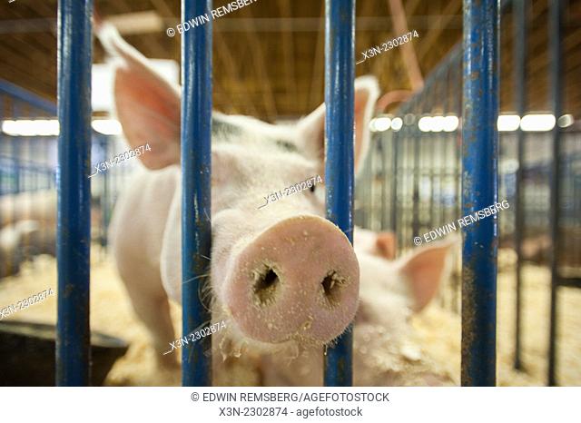 Pig (swine, sue) sticking its snout through the bars of a cage at an Alaskan state fair