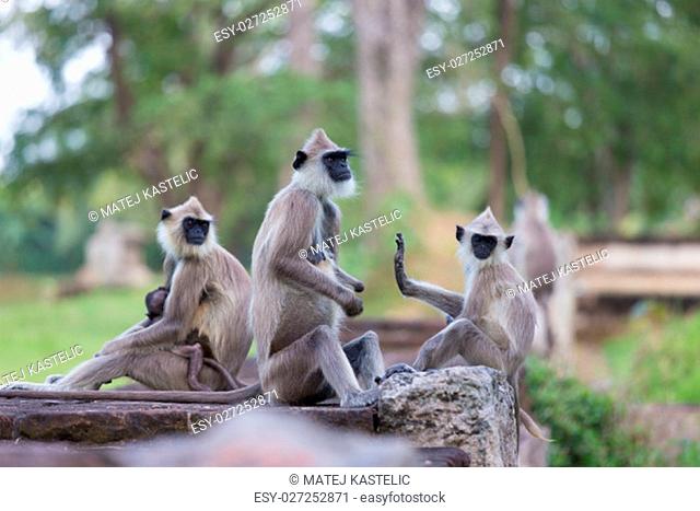 Hanuman Langur, Semnopithecus entellus, monkeys family sitting on wall, Sri Lanka