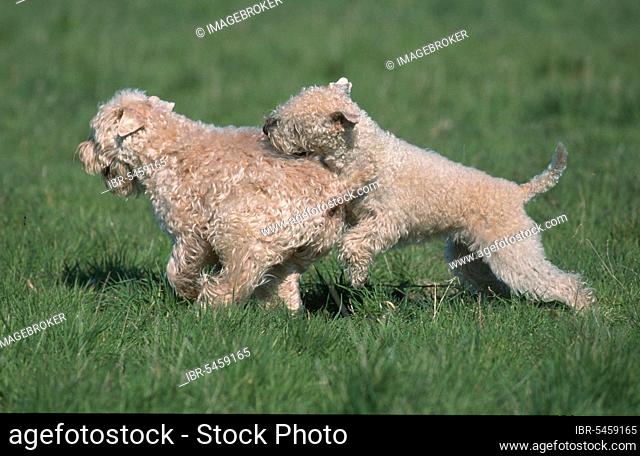 Irish Soft Coated Wheaten Terrier (mammals) (animals) (domestic dog) (pet) (outside) (outdoor) (landscape) (horizontal) (side) (meadow) (play) (playing)...