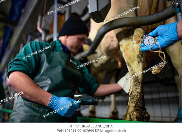 09 December 2019, North Rhine-Westphalia, Bad Sassendorf: While the participant Roman Thiesen marks the cow with his hand in the examination round
