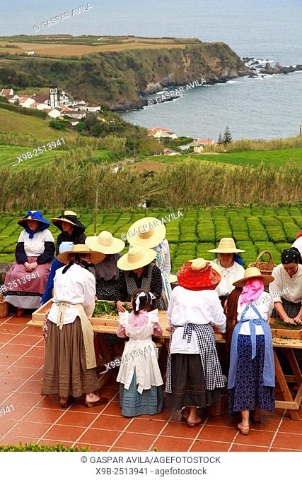 Workers wearing traditional garments in Porto Formoso tea gardens. Sao Miguel, Azores islands, Portugal
