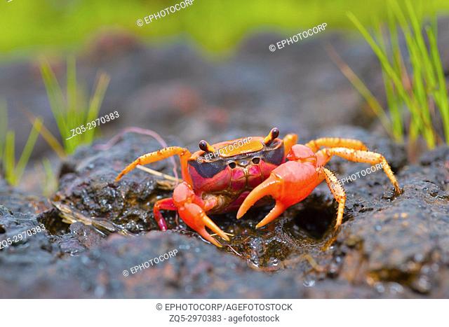 Gubernatoriana thackerayi a newly discovered species of brightly coloured freshwater crabs Satara, Maharashtra, India
