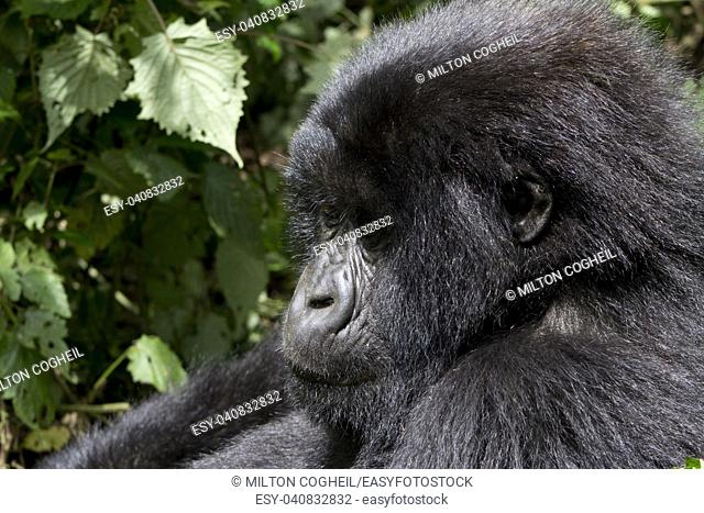 Young Gorilla in the wild, Virunga National Park, Rwanda