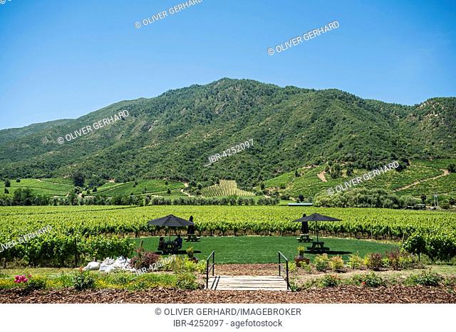 Vineyard at Vina Montes winery, Santa Cruz, Colchagua Valley, Chile
