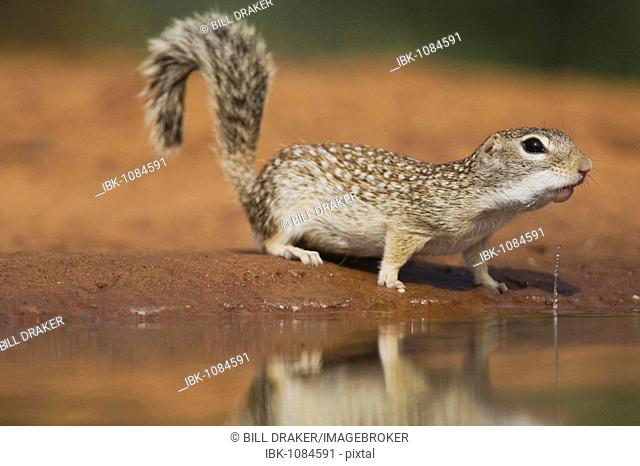 Mexican Ground Squirrel (Spermophilus mexicanus), adult drinking, Rio Grande Valley, Texas, USA