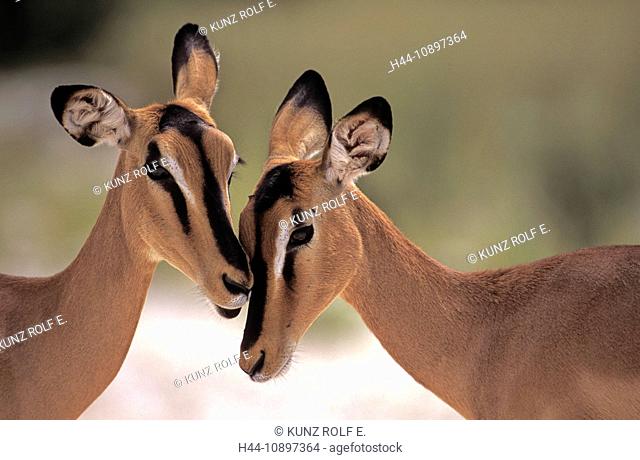 Animal, Antelope, Impala, Black-faced Impala, Aepyceros melampus petersi, Bovidae, females, Etosha National Park, Namibia