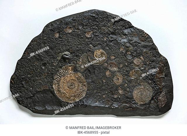 Ammonites, fossils in slate, Germany