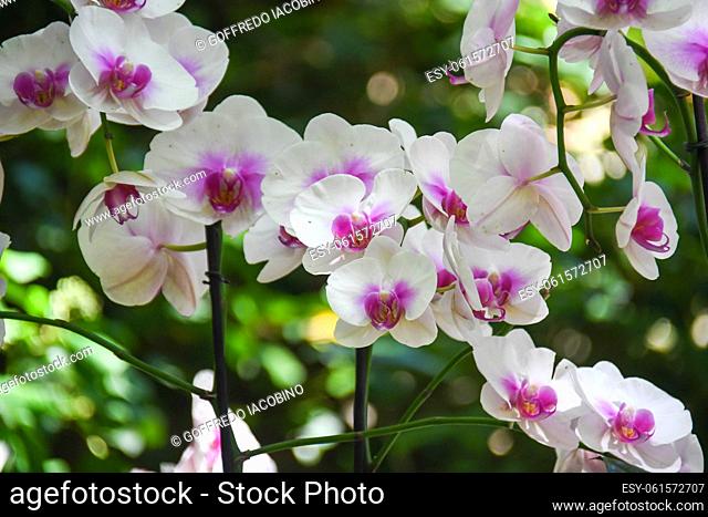 bouquet of spring flowers for strong emotions and sweet feelings