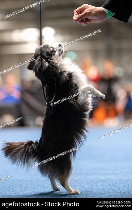 03 June 2023, Thuringia, Erfurt: A longhaired Chihuahua performs tricks at the pedigree dog and cat show at the Erfurt Fair