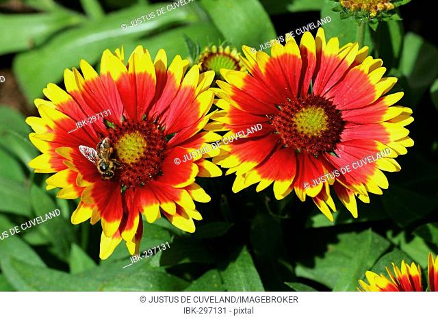 Flowering gaillardia with honey bee - blanket flower (Gaillardia x grandiflora Kobold)
