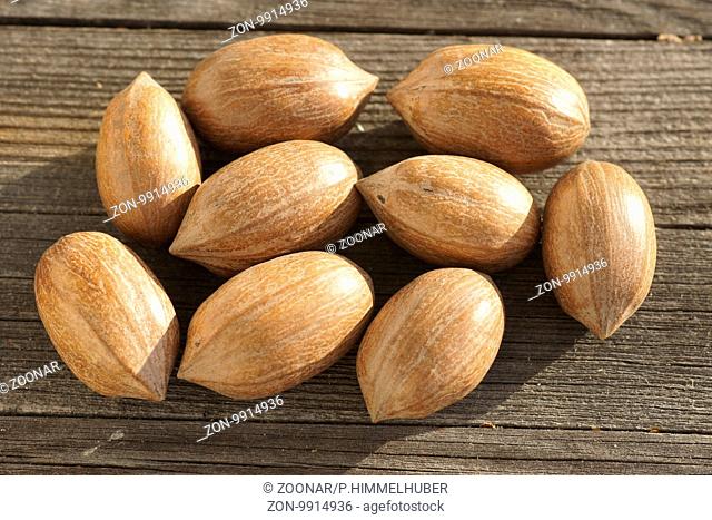 Carya illinoinensis, Pekannuss, Pecan nut
