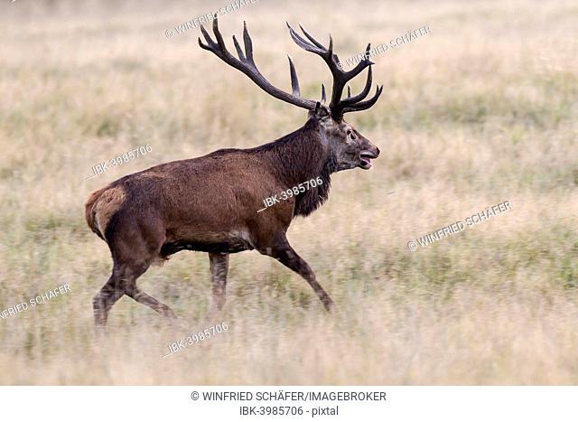 Red Deer (Cervus elaphus), stag, Klampenborg, Copenhagen, Denmark